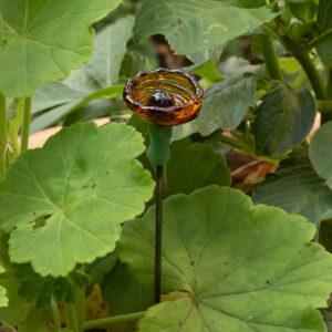 Close up of bowl shaped amber glass bee sipper in the middle of green leaves.