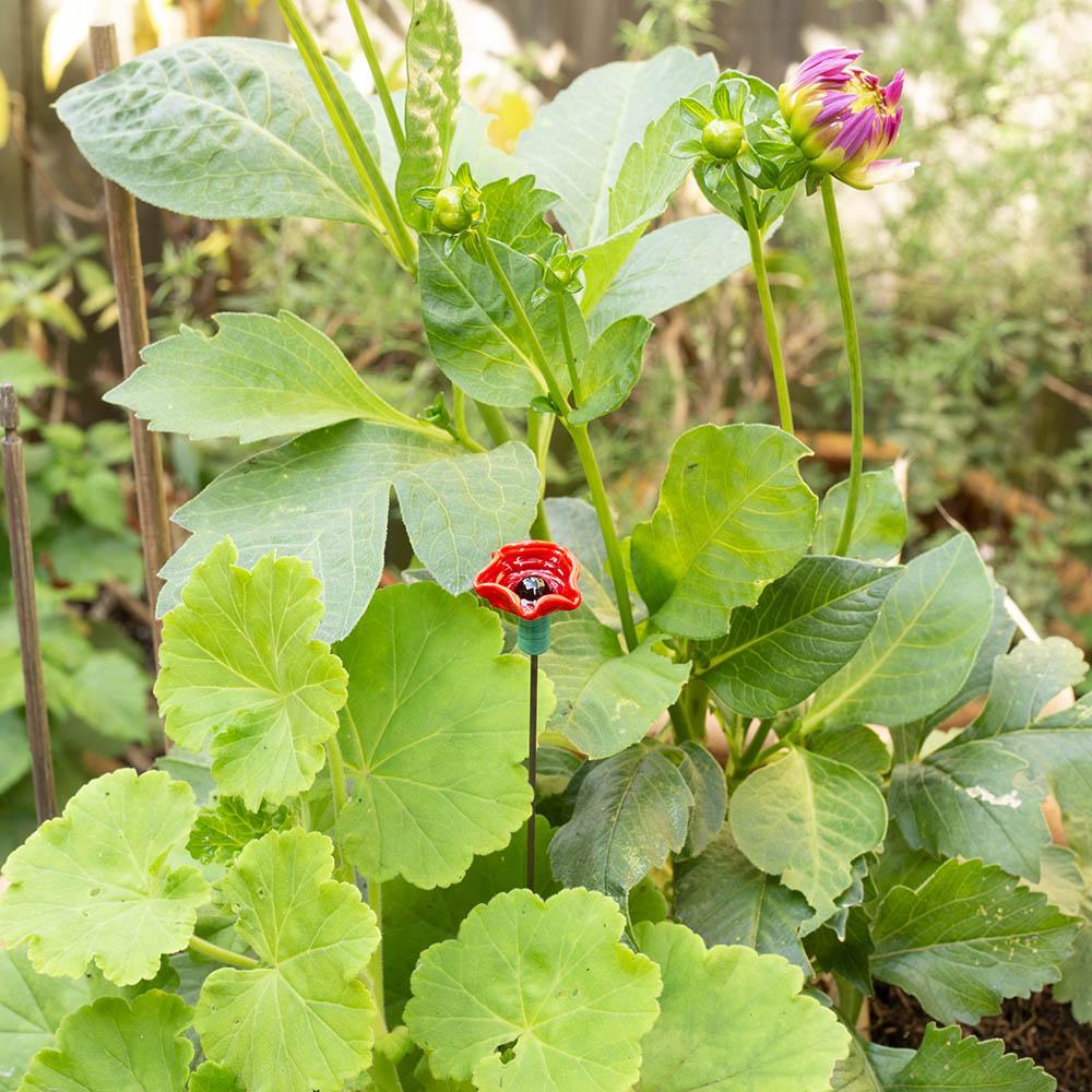A red ruffled glass bee sipper with black centre and green stem in a pot with flowers, buds and green leaves.